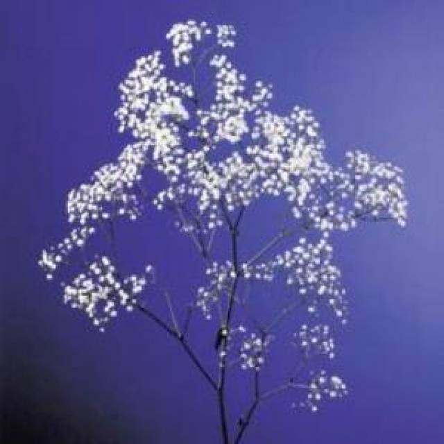 BABY'S BREATH