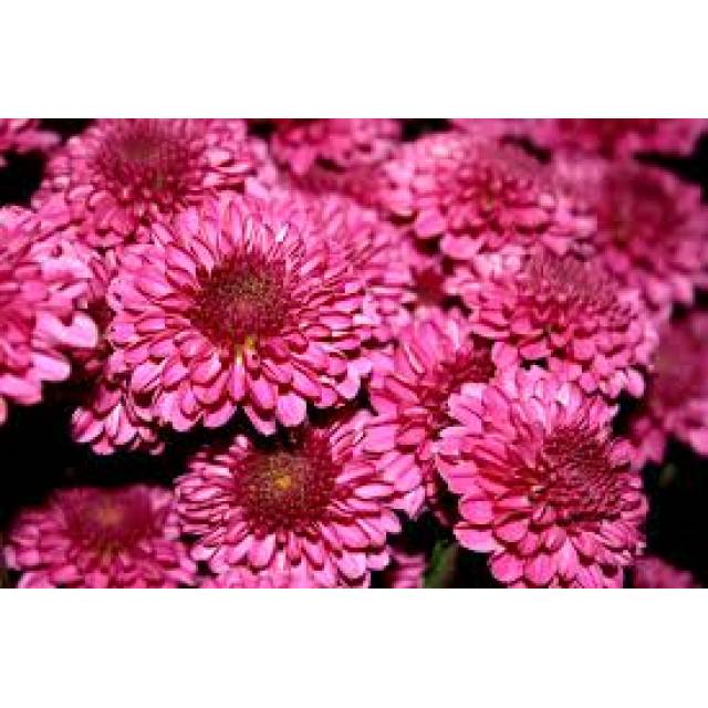 Chrysanthamums in a Vase