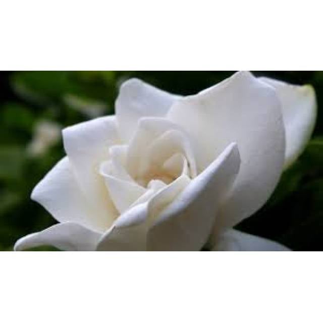 Gardenia Plant Basket