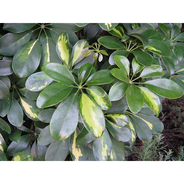 Arboricola Plant