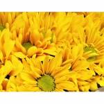 Daisy Bouquet