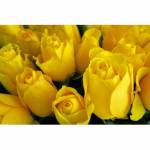 Yellow Roses(Dozen)