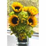 Sunflower Splash