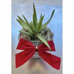 Aloe Succulent