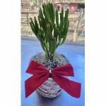 Pencil Cactus Succulent