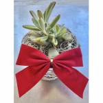 Chocolate Soldier Succulent