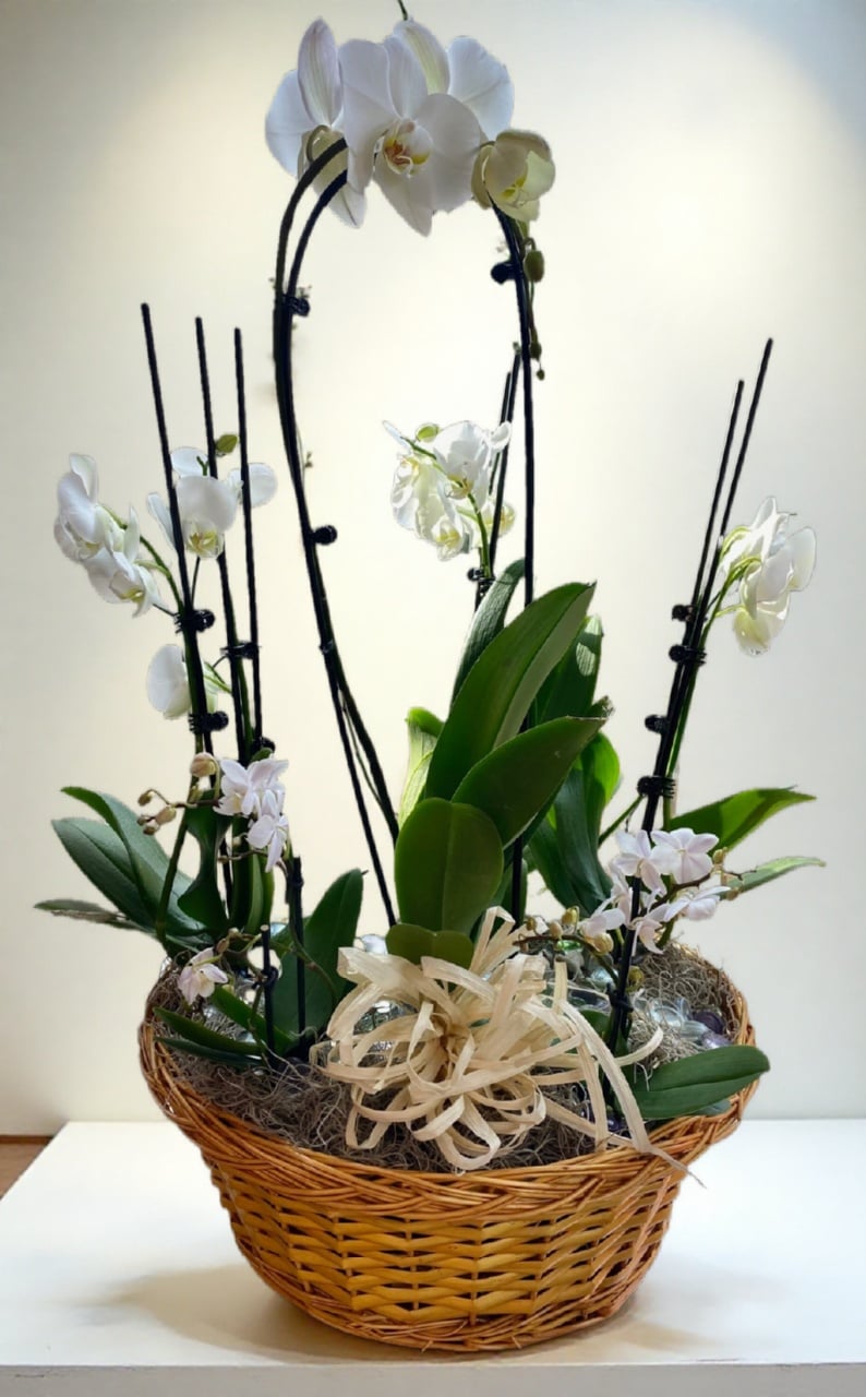Orchid plant basket